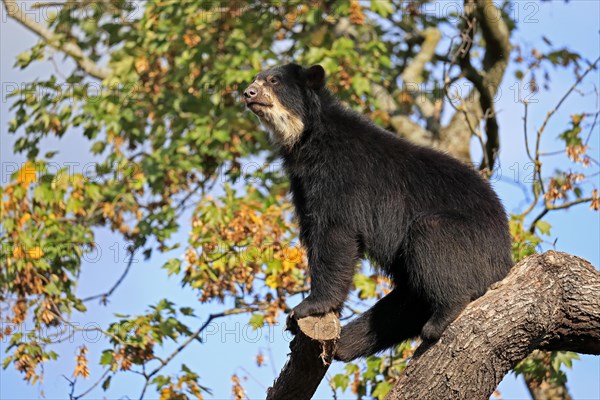 Spectacled bear