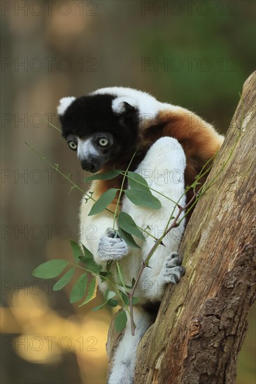 Crowned sifaka