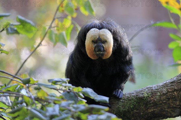 White-faced saki