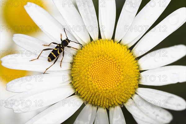 Wasp beetle