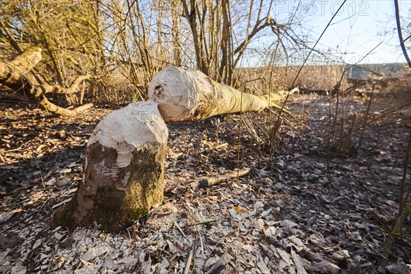 Beaver bite