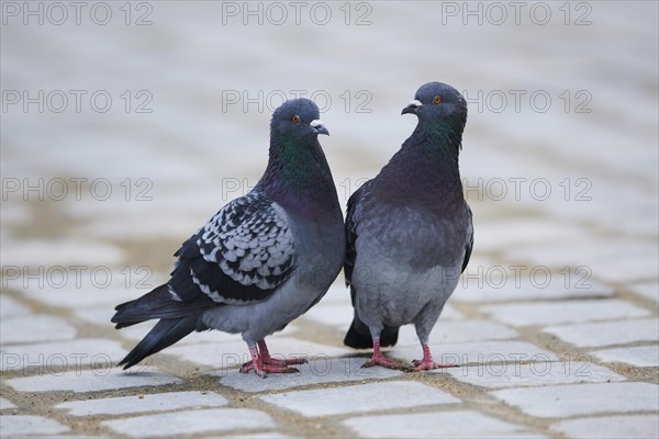 Feral pigeons