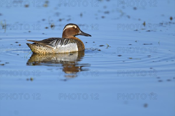 Garganey