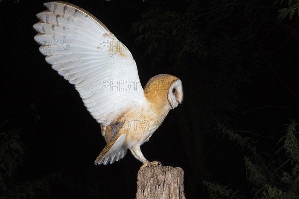 Young barn owl