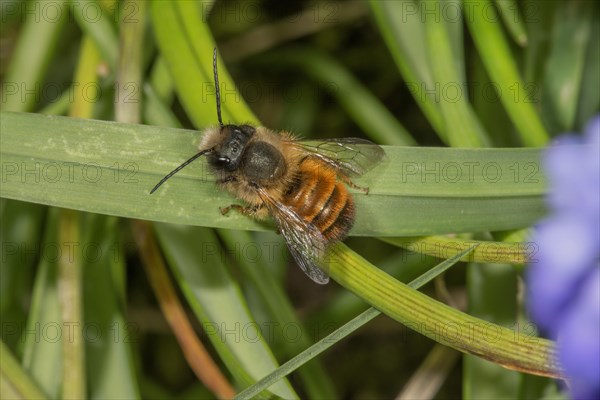 Rusty mason bee