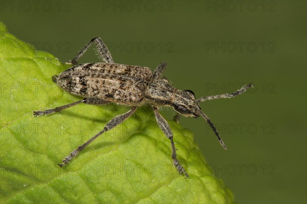 Scrapbuck Rhagium inquisitor on a leaf