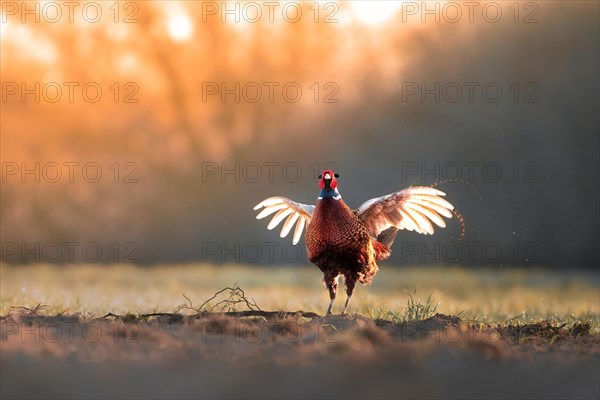 Pheasant