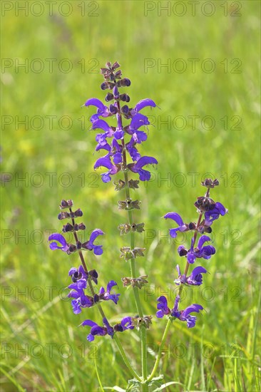 Meadow Clary