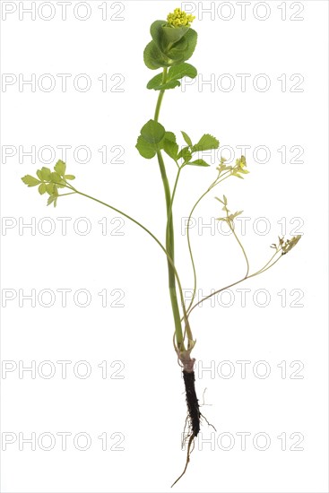 Stem-enclosing yellow umbel