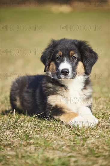 Mixed-bread dog