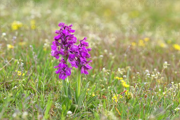 Green-winged orchid