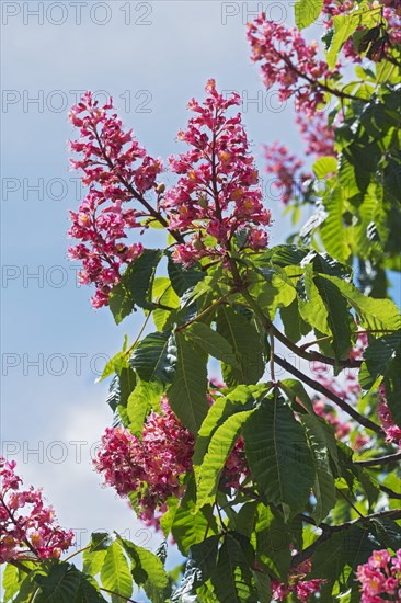 Red flowers of the horse chestnut