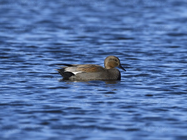 Gadwall