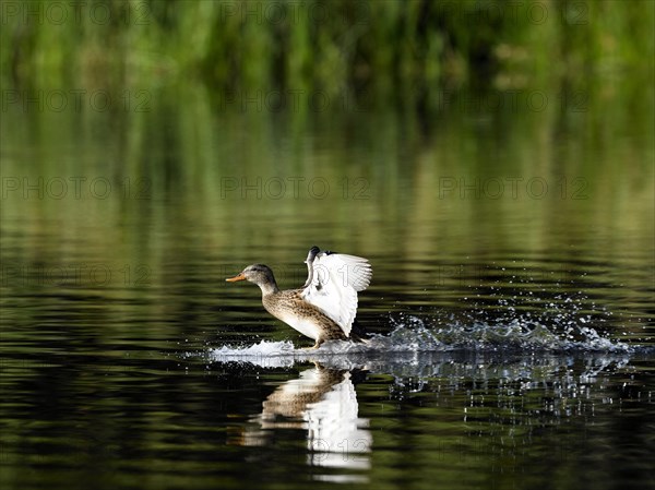 Female gadwall