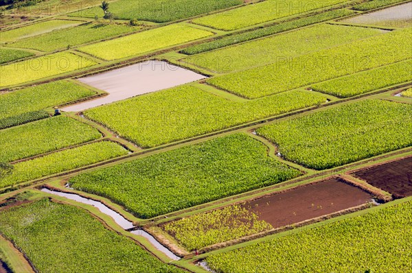 Hanalei valley and taro fields on kauai