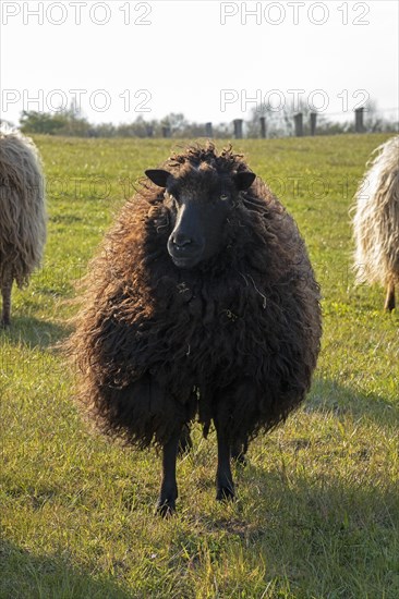 Norwegian sheep on the dike