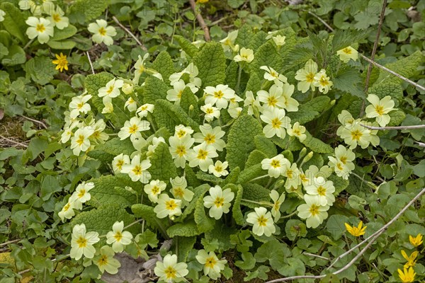 Primrose