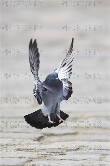 Feral pigeons