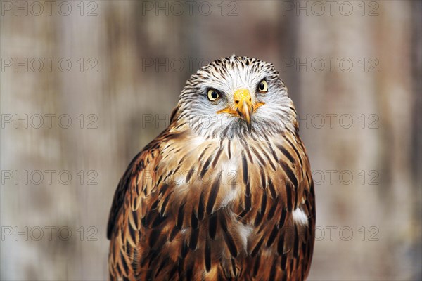 Red kite