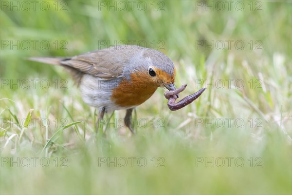 European robin