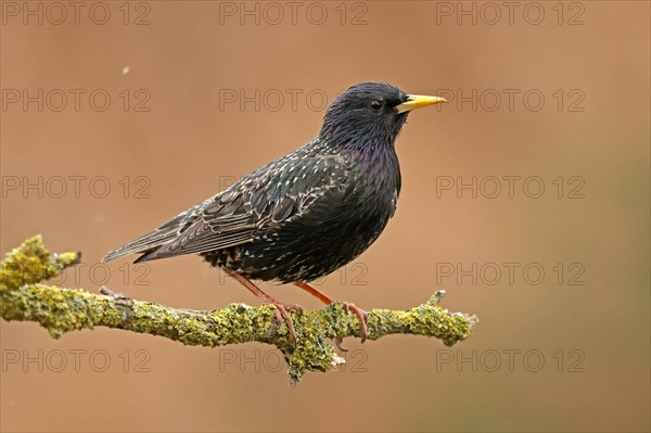 Starling