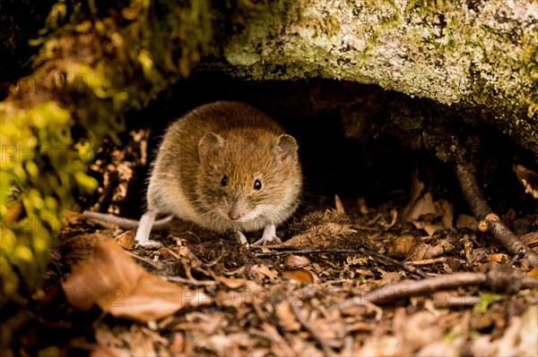 Bank vole