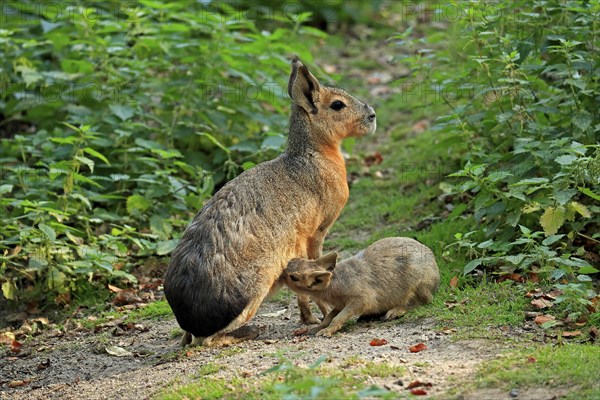 Patagonian Mara