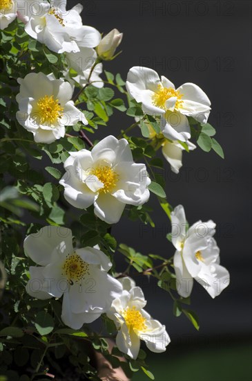 Dog rose