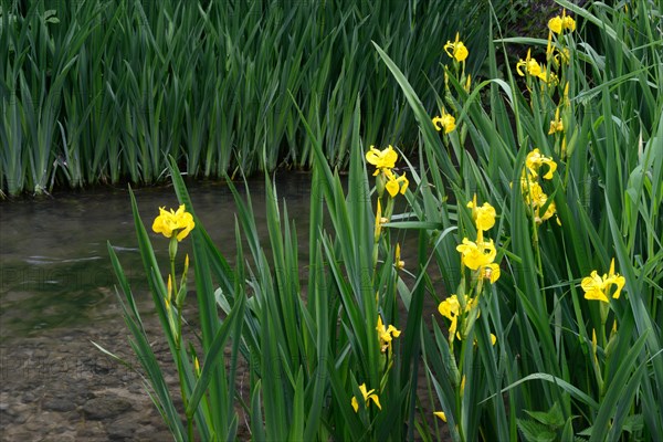 Yellow iris on the bank of a brook