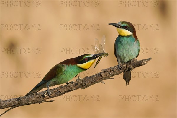 Bee-eater