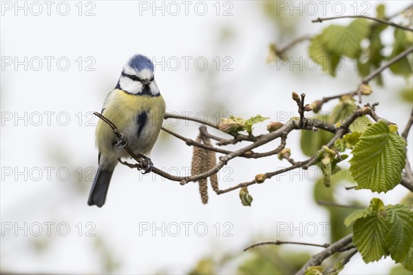 Blue tit