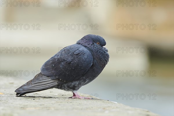 Feral pigeons