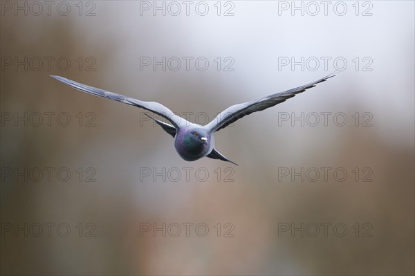 Feral pigeons