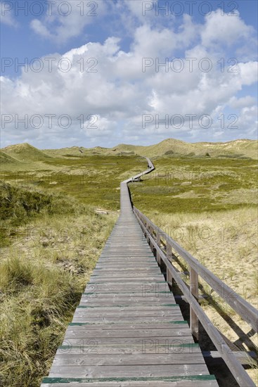 Boardwalks in the dune area