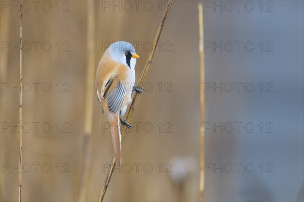 Bearded reedling