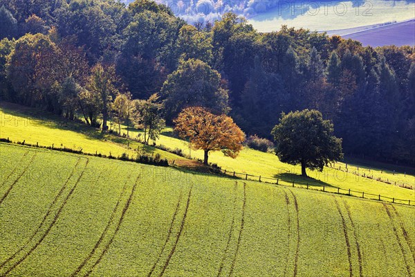 Autumnal coloured trees and green sowing on the slope