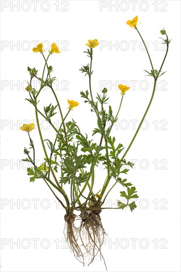 Tall buttercup