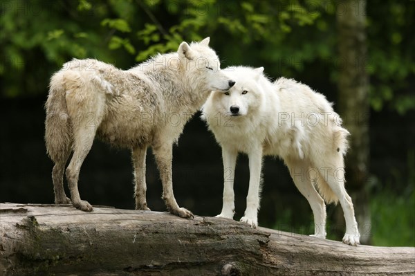 Arctic wolf