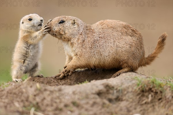 Black-tailed Prairie Dog