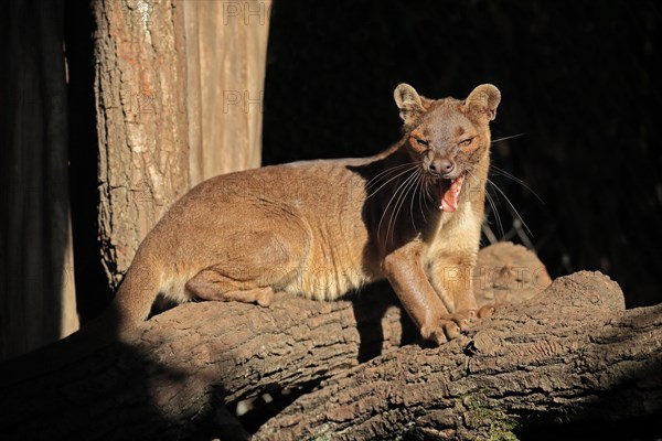 Fossa