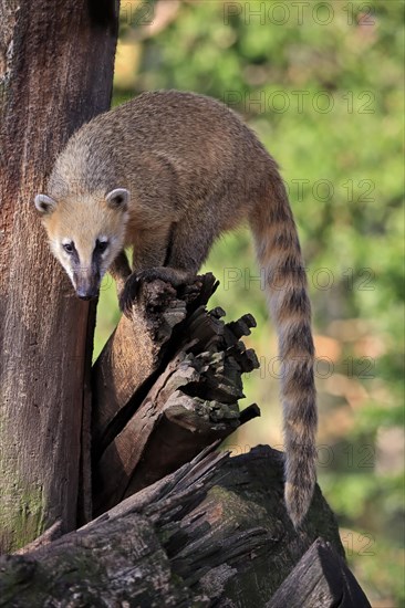 South American coati