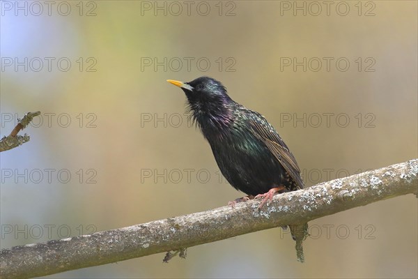 Starling