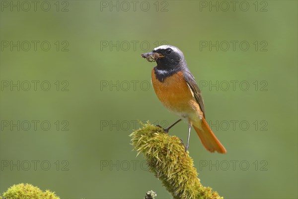 Common redstart