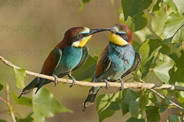 Bee-eater