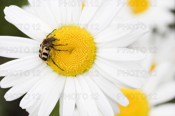 Bee beetle