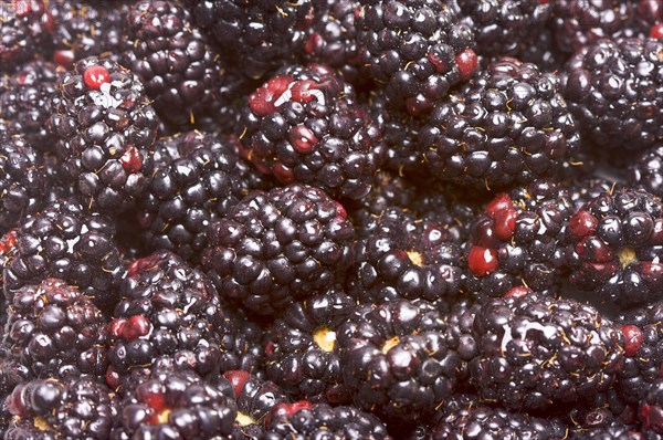 Macro blackberries with water drops