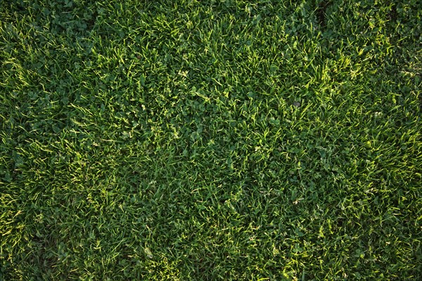 Beautiful green grass background texture in the afternoon sun