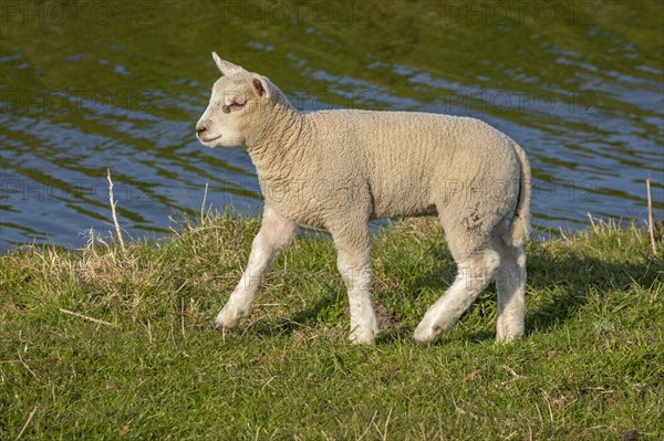 Lamm
