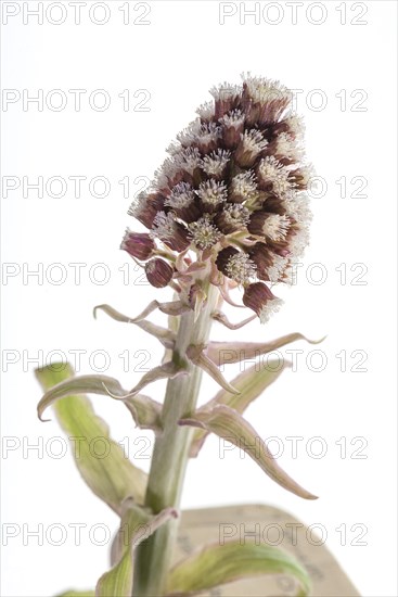 Flower of a common butterbur