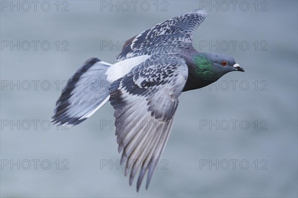 Feral pigeons